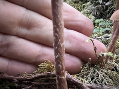 Laccaria laccata