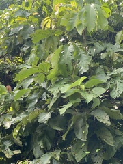 Myrianthus