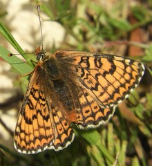 Melitaea cinxia