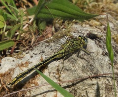 Gomphus pulchellus