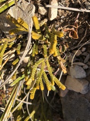 Veronica lycopodioides
