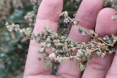 Atriplex portulacoides