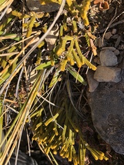 Veronica lycopodioides