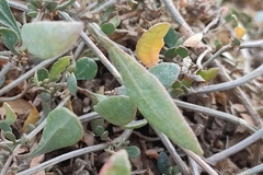 Atriplex portulacoides