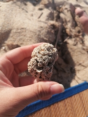 Cladocora caespitosa