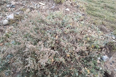 Atriplex portulacoides