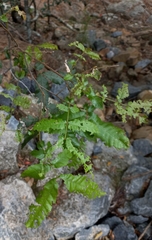 Alectryon tomentosus