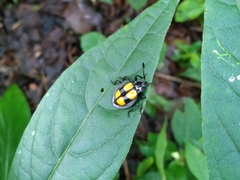 Eumorphus quadrinotatus