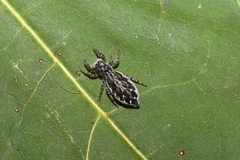 Pseudicius encarpatus