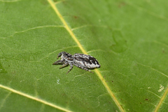 Pseudicius encarpatus