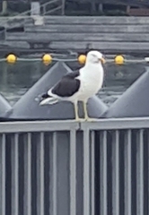 Larus dominicanus dominicanus