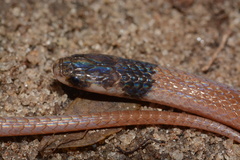 Aparallactus capensis