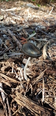 Coprinopsis lagopus