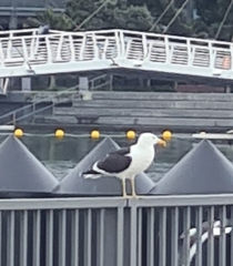 Larus dominicanus dominicanus