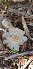 Coprinopsis lagopus
