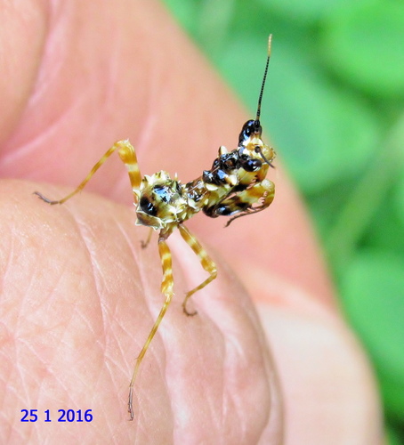 Common Spiny Flower Mantis