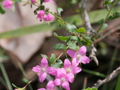 Boronia crenulata