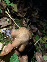Armillaria gallica