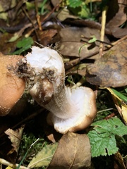 Armillaria gallica