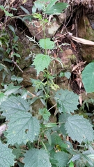 Urtica thunbergiana