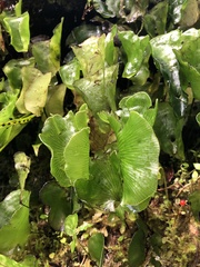 Hymenophyllum nephrophyllum