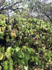 Hymenophyllum nephrophyllum