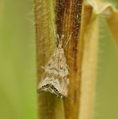 Glaucocharis dilatella