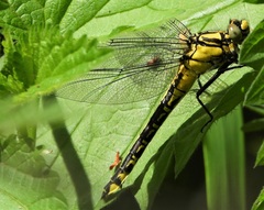 Gomphus vulgatissimus
