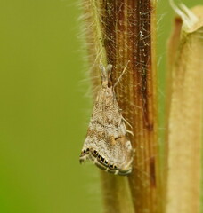 Glaucocharis dilatella