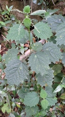 Urtica thunbergiana