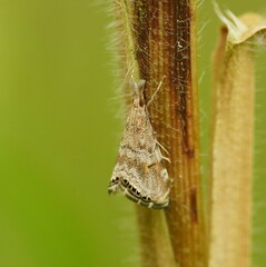 Glaucocharis dilatella