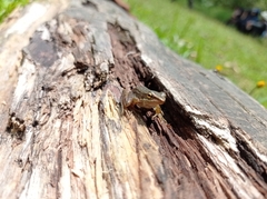 Chalcorana chalconota