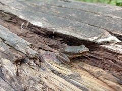 Chalcorana chalconota