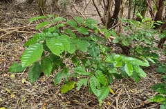 Dysoxylum spectabile