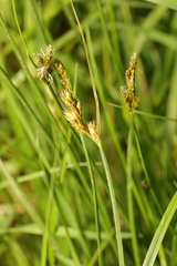 Carex leporina