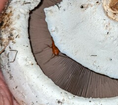 Shelfordella lateralis