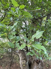 Prunus cerasifera