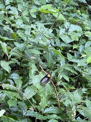 Euphaedra medon medon