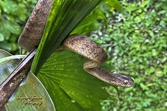 Pareas carinatus