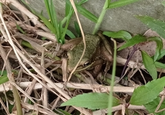 Chalcorana chalconota