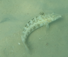 Parapercis australis