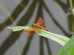 Brachythemis contaminata