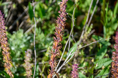 Dracocephalum thymiflorum