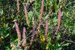 Dracocephalum thymiflorum