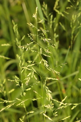 Poa trivialis