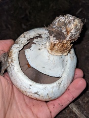 Shelfordella lateralis