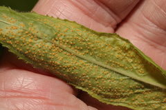 Puccinia pulverulenta