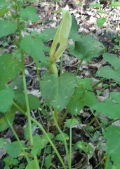 Arum orientale