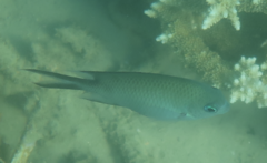 Acanthochromis polyacanthus