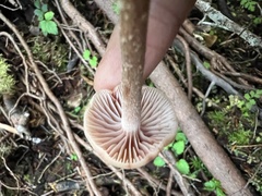 Laccaria laccata